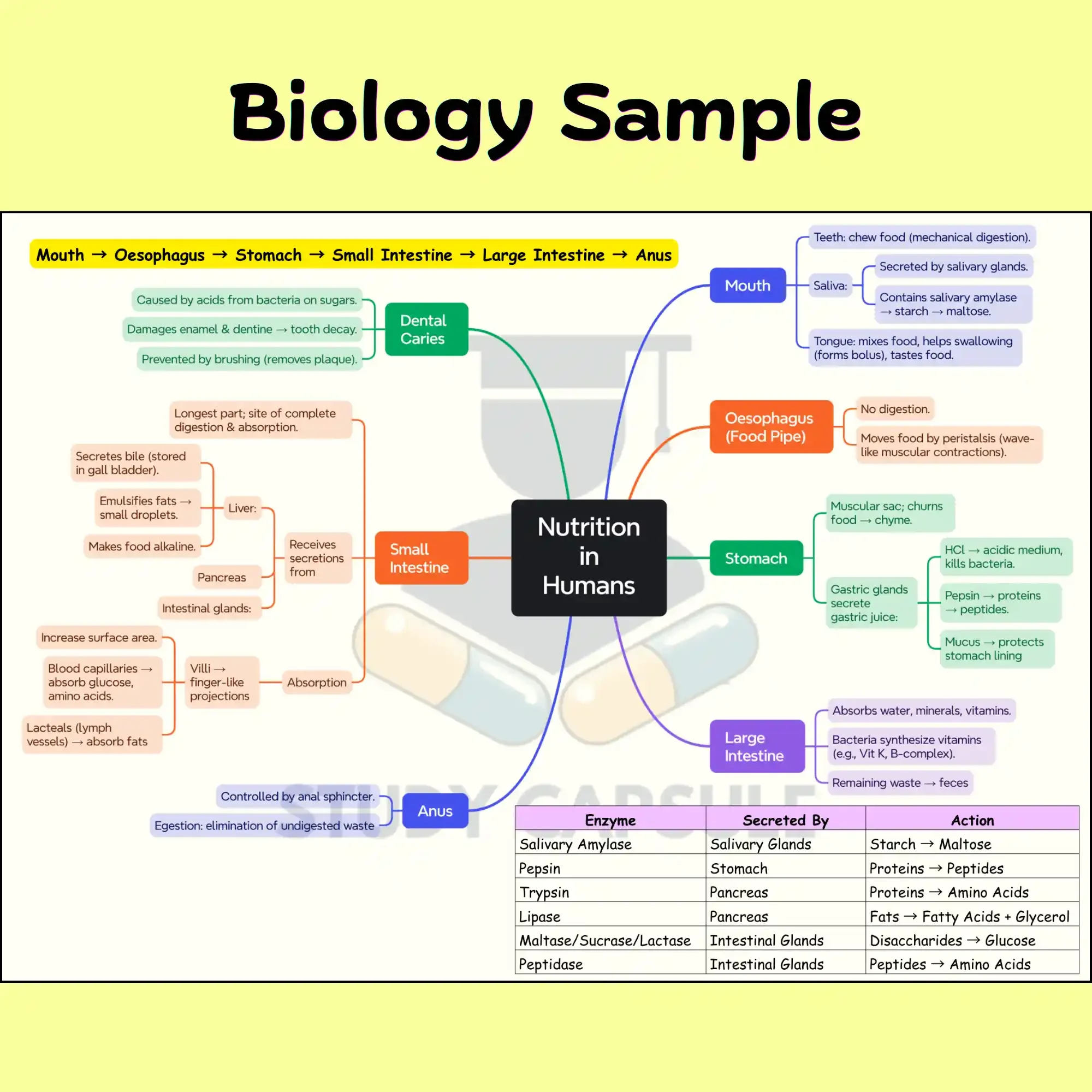 CBSE Class 10th Biology - Nutrition in Humans Mind map