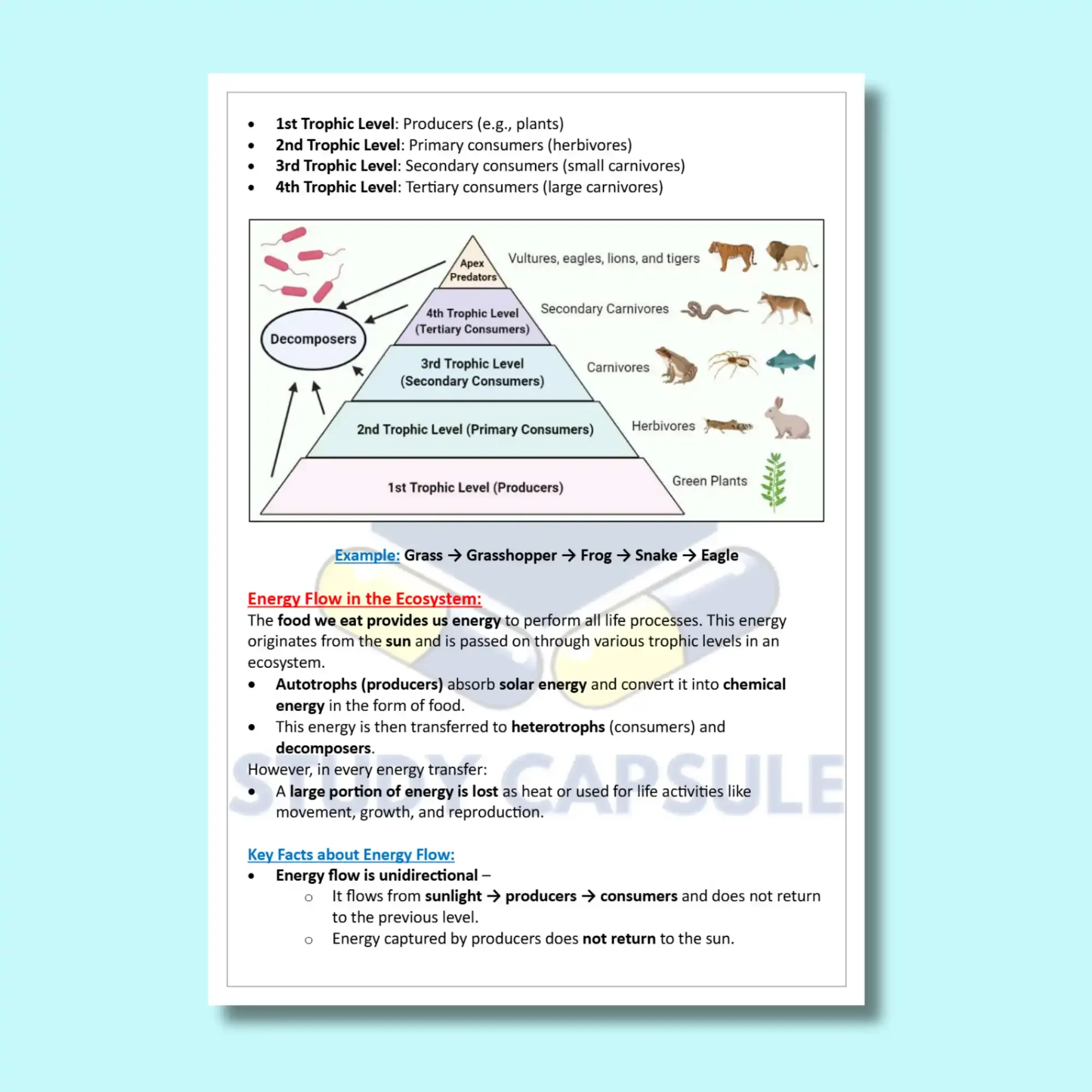 Class 10 Science | Ch 13 - Our Environment Notes